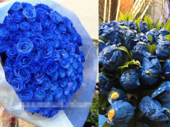 Ảnh bìa bài viết 457103