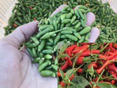 Ảnh bìa bài viết 457850