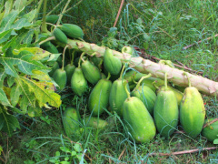 Ảnh bìa bài viết 460418