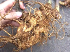 Ảnh bìa bài viết 463113