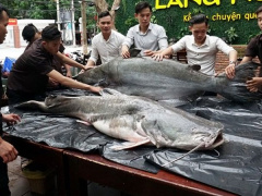 Ảnh bìa bài viết 478006