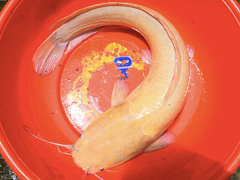 Ảnh bìa bài viết 478175