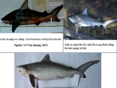 Ảnh bìa bài viết 483590