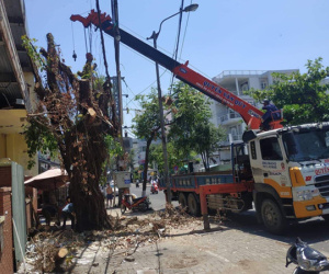 Nhóm người lạ triệt hạ cây cổ thụ ngay giữa trung tâm Đà Nẵng