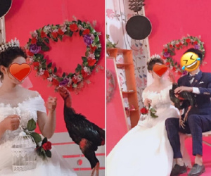 Mang 'gà cưng' đi chụp ảnh cưới, cô dâu chú rể có một kỷ niệm nhớ đời còn chủ tiệm chụp ảnh thì 'méo mặt' vì...