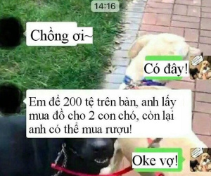 Vợ dặn đi mua quần áo cho cún cưng, anh chồng 'IQ vô cực' khiến ai nấy cười lăn lóc khi thấy kết quả