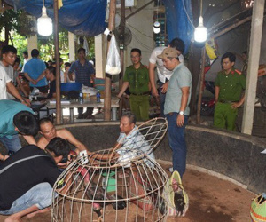 Hàng chục đối tượng 'say máu' ở sới gà bị bắt giữ