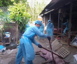 TP.HCM phát hiện ổ dịch tả heo châu Phi đầu tiên