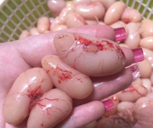Ngọc kê tiến vua tiền triệu, đại gia tẩm bổ như 'thần dược'
