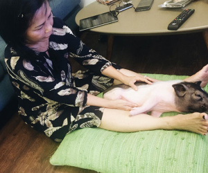 Gia đình ở Sài Gòn nuôi chú heo nặng gần 60kg, thực đơn riêng có tôm càng, xúc xích Đức, tổ yến