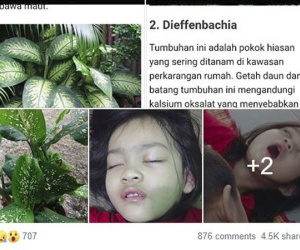 Bé gái 4 tuổi bị co giật, sưng môi, nguy hiểm tính mạng vì cắn phải lá của loại cây mà hầu như nhà nào cũng trồng trong nhà