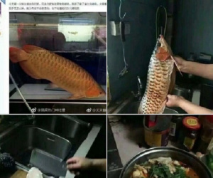 Chàng trai trổ tài nấu nướng trong lần đầu ra mắt nhà người yêu, dân mạng méo mặt khi biết lai lịch món ăn