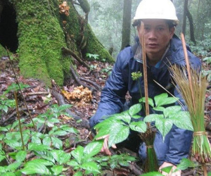 'Điểm mặt' nhiều thiếu sót tại dự án Sâm Ngọc Linh