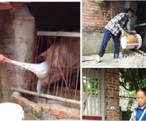 Xôn xao hình ảnh Bà Tân Vlog dùng 1 chiếc muôi vừa cho lợn ăn, vừa nấu những món 'siêu to khổng lồ'