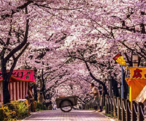 Vietravel Hà Nội bị Nhật Bản đình chỉ khỏi danh sách đại diện xin visa