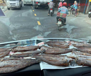 Cá la liệt trong ô tô và hành động 'có mùi' của tài xế khiến hành khách bị ám ảnh