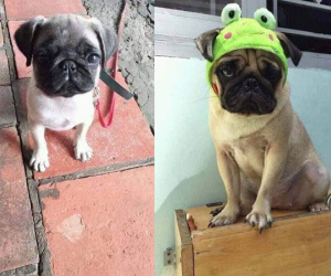 Chó Pug bị đem 'cầm đồ' lấy 2.5 triệu từ năm ngoái, nay đã tròn 1 tuổi, béo núc ních nhưng vẫn chưa được chuộc về