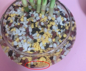 Chẳng mấy khi có 'thú vui tao nhã', mua cá cảnh về chơi, mẹ trẻ khóc không ra nước mắt với sản phẩm 'siêu bé, siêu tí hon' này