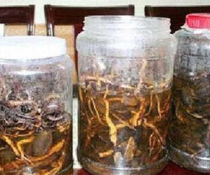 Uống rượu ngâm hạt cây rừng, 3 người chết, 2 người nguy kịch