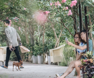 Chùm ảnh: Con đường ở Hà Nội được tạo nên bởi 100 gốc hoa tường vi đẹp như khu vườn cổ tích