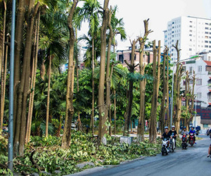 Hà Nội: Chuyển 100 cây hoa sữa từ hồ Tây lên bãi rác Nam Sơn để 'khử' mùi rác, 'giải thoát' mùi hoa cho người dân