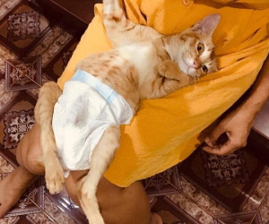 Xúc động với câu chuyện đằng sau hình ảnh 'boss mèo đóng bỉm' ai cũng tưởng sang chảnh, sung sướng