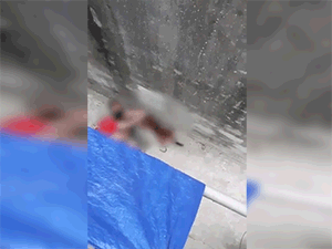Kinh hoàng clip cụ bà ở Hà Nội bị chó cắn máu me đầm đìa, người phụ nữ cố giải cứu trong bất lực