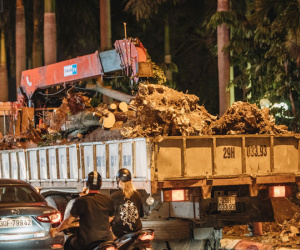 Cận cảnh cuộc di cư của gần trăm cây hoa sữa từ hồ Tây ra bãi rác Nam Sơn để 'khử mùi'
