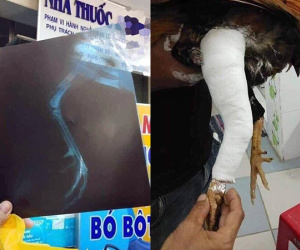 'Con sen' có tâm nhất năm: Mua gà chọi về đá, xong trận bị chấn thương liền đưa vào viện chi 2 triệu băng bó đàng hoàng