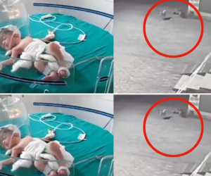 Cảm động cảnh đàn chó hoang giải cứu bé sơ sinh bị ném xuống cống