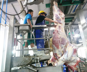 Thông tin thêm về vụ 1.600 con trâu bò Úc mất dấu tại Việt Nam