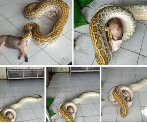 Thanh niên bị lên án vì cho trăn nuốt nguyên con chó