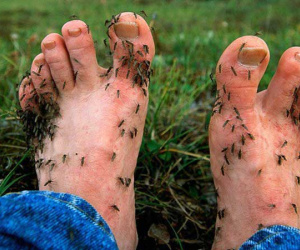 Cảnh báo: Phát hiện loại virus gây sưng màng não lây qua đường muỗi đốt