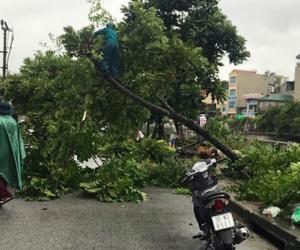 Mưa lớn khiến cây xanh tại Hà Nội đổ gục hàng loạt, dây điện chằng chịt trên vỉa hè