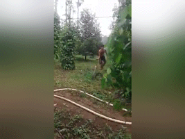 Video: Rùng mình cảnh người đàn ông Tây Nguyên bắt rắn hổ mang bằng tay không đi lạc trong vườn sau cơn bão