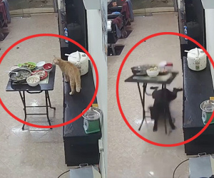Quá mải chơi, 'boss' mất phanh hất đổ cả mâm cơm, nhưng phản ứng của 'sen' mới đáng để chú ý