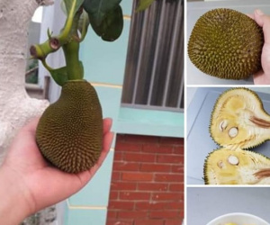 Than thở cây mít chỉ ra quả tí hon sau 4 năm chăm bẵm, chủ nhà lại khiến dân mạng xuýt xoa khi bổ ra