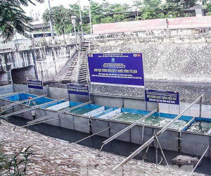 Làm sạch sông Tô Lịch: Chưa rõ kết quả, giá tiền công nghệ Nhật Bản