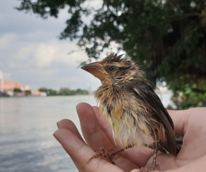 Những cái chết được báo trước trong mùa phóng sinh khi rùa cạn bị mang thả xuống nước, chim non thả rơi xuống sông
