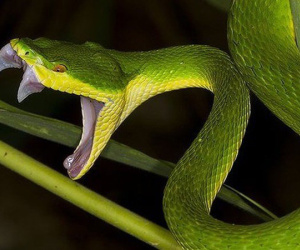 Rắn có thể ghi nhớ và trả thù người đã hại mình hay không?