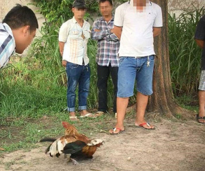 Sôi động các sới gà vùng ven TP.HCM: Từ đá gà qua mạng đến trường gà thật