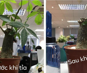 Cô nàng kể khổ bạn trai thích tỉa cây nhưng không ai hiểu, mãi tới khi thấy thành quả thì mọi người mới vỡ lẽ