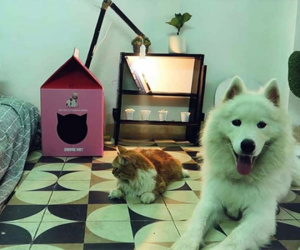 Chàng trai độc thân với một căn phòng nhỏ, một chú chó, một bé mèo: Định nghĩa bình yên kiểu mới là đây!