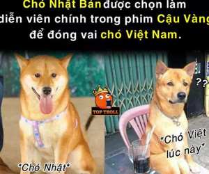 Dân mạng đua nhau chế ảnh về 'tâm tư cậu Vàng' khi bị biến thành giống Shiba Inu
