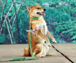 Tranh cãi việc đạo diễn phim Cậu Vàng dùng chó Việt đóng thế cảnh trói bằng thòng lọng