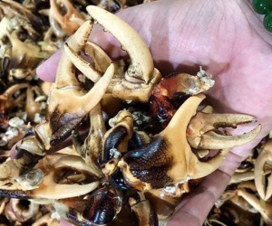 Thực hư giá càng cua đồng 500.000 đồng/kg đang hot rần rần, được cho là có tiền cũng khó mà mua được