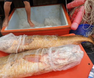 Ngư dân Cà Mau bắt được cặp cá sủ vàng 70kg