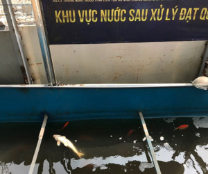 Cá Koi chết sau 2 ngày được thả xuống sông Tô Lịch, bảo vệ túc trực ngày đêm