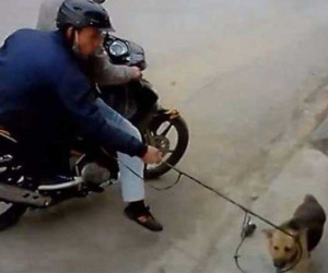 Cận cảnh căn hầm 'bí mật' trong đường dây trộm hơn 100 tấn chó chấn động xứ Thanh