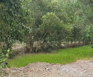 Bình Phước: Bé trai 2 tuổi tử vong thương tâm dưới ao nước